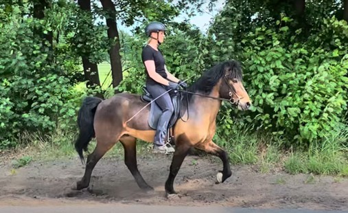 Ein schwarz gekleidete Reiterin reitet auf einem braunen Islandpferd im Tölt. Sie sitzt bequem und weich im Sattel. Im Hintergrund sieht man Büsche, der Weg ist ein Sandweg.