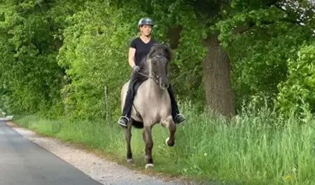 Auf dem Bild sieht man ein graues Islandpferd im Tölt. Die Mähne weht. Im Hintergrund ist hohes Gras und Wald zu sehen. Die Reiterin sitzt entspannt auf dem Tier.