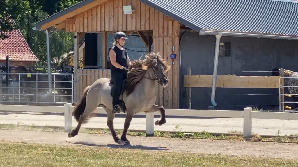 Reiterin auf Islandpferd im Tölt TheHorseSeller_DiePferdefinder