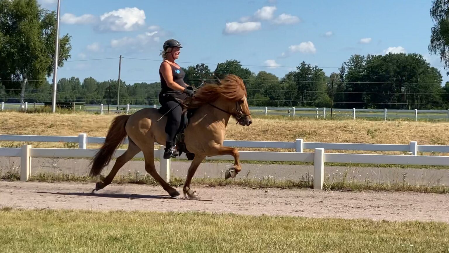 Blonde Reiterin im Tölt auf Ovalbahn TheHorseSeller_DiePferdefinder