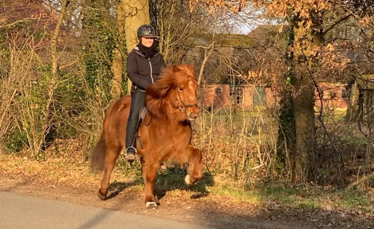 Eine Reiterin auf einem fuchsfarbenen Islandpferd im Tölt. Das Pferd hat eine kräftige, wehendende Mähne und hebt seine Beine elegant an. Die Reiterin trägt eine schwarze Reitjacke, eine schwarze Reithose und einen Helm. Sie sitzt ruhig und konzentriert im Sattel. Der Hintergrund zeigt eine ländliche Szenerie mit Backsteinhäusern, Bäumen und herbstlich gefärbtem Laub, während die tief stehende Sonne eine warme Lichtstimmung erzeugt.