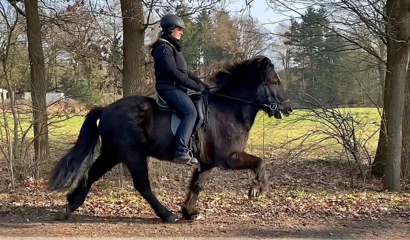 Eine Reiterin sitzt auf einem schwarzen Islandpferd im Tölt. Das Pferd hebt seine Beine elegant an und hat eine dichte, leicht wehende Mähne. Die Reiterin trägt eine schwarze Reitjacke, eine schwarze Reithose, Handschuhe und einen Helm. Sie sitzt ruhig und konzentriert im Sattel. Der Hintergrund zeigt eine ländliche Szenerie mit kahlen Bäumen, einem grünen Feld und Herbstlaub am Boden. Das Wetter ist teils sonnig, mit leicht bewölktem Himmel.
