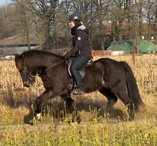 Eine Reiterin sitzt auf einem schwarzen Islandpferd im Trab. Das Pferd bewegt sich mit aktivem, ausdrucksstarkem Trab über einen Feldweg und hält den Kopf leicht gesenkt. Die Reiterin trägt eine schwarze Reitjacke, eine schwarze Reithose, Handschuhe und einen Helm. Sie sitzt konzentriert im Sattel und hält die Zügel mit ruhiger Hand. Der Hintergrund zeigt ein abgeerntetes Feld mit gelben Pflanzenstängeln, mehrere landwirtschaftliche Gebäude mit grünen Planen sowie eine Baumreihe. Die Sonne scheint und wirft warme Lichtstrahlen auf die Szene.