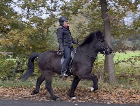 Eine Reiterin sitzt auf einem schwarzen Islandpferd im Tölt. Das Pferd hebt seine Beine mit energischen, gleichmäßigen Schritten an, während seine dichte Mähne leicht im Wind weht. Die Reiterin trägt eine schwarze Reitjacke, schwarze Reithose, Handschuhe, einen Schal und einen Helm. Sie sitzt konzentriert und mit aufrechter Haltung im Sattel. Der Hintergrund zeigt eine herbstliche Landschaft mit gelb-grünen Blättern an den Bäumen, einer grünen Wiese und einem mit Laub bedeckten Asphaltweg. Die Atmosphäre ist kühl und leicht bewölkt.