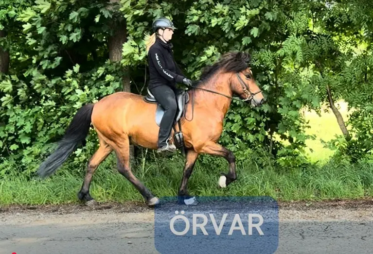 Ein blondhaarige Frau reitet ein braunes Islandpferd im Tölt. Sie sitzt bequem und entspannt auf dem Pferd. Sie trägt schwarze Kleidung und einen schwarzen Helm. Das Pferd ist aufmerksam und locker. Im Hintergrund sieht man grüne Bäume und Büsche.
