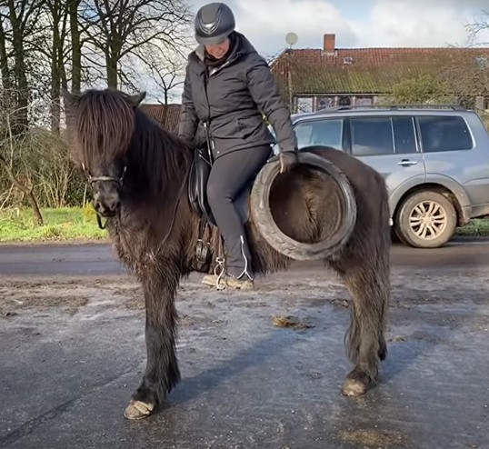 Eine Reiterin sitzt auf einem schwarzen Islandpferd, das ruhig dasteht. Sie trägt eine schwarze Reitjacke, eine schwarze Reithose, Handschuhe und einen Helm. In ihrer rechten Hand hält sie einen alten Reifen, den sie über das Hinterbein des Pferdes gestreift hat. Das Pferd bleibt gelassen und zeigt Vertrauen in die Reiterin. Im Hintergrund stehen ein geparktes Auto, ein Haus mit rotem Dach und einige Bäume. Der Boden ist leicht feucht, und das Wetter ist bewölkt mit etwas Sonnenschein.
