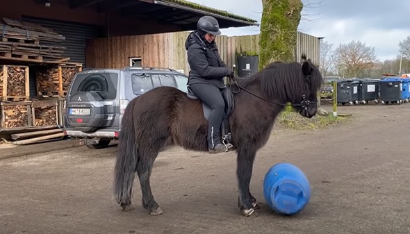 Eine Reiterin sitzt auf einem schwarzen Islandpferd, das ruhig vor einer blauen Plastiktonne steht. Sie trägt eine schwarze Reitjacke, eine schwarze Reithose, Handschuhe und einen Helm. Das Pferd blickt konzentriert auf die Tonne, die auf dem Boden liegt. Im Hintergrund sind ein Holzlager, ein geparktes Auto, mehrere Mülltonnen und eine überdachte Lagerhalle zu sehen. Die Szenerie spielt sich auf einem Hof mit festem Untergrund ab, und das Wetter ist bewölkt mit einem Hauch von Sonne.
