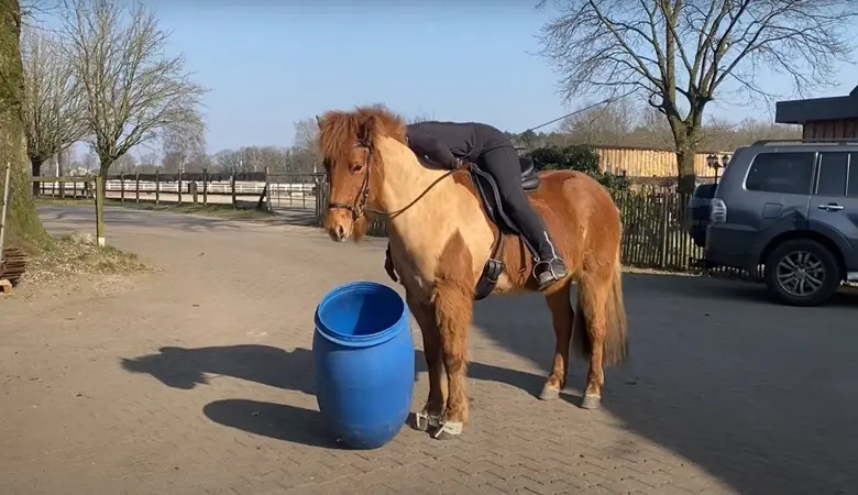 Ein Reiter in schwarzer Kleidung liegt entspannt auf dem Rücken eines fuchsfarbenen Islandpferdes mit dichter Mähne. Das Pferd steht ruhig auf einem gepflasterten Hof neben einer blauen Plastiktonne. Im Hintergrund sind Bäume, ein Holzzaun, Gebäude und ein geparktes Auto zu sehen. Die Szene wirkt entspannt und zeigt Vertrauen zwischen Pferd und Reiter.