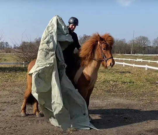 Ein Reiter mit schwarzem Helm und dunkler Kleidung sitzt auf einem fuchsfarbenen Islandpferd mit einer üppigen Mähne. Das Pferd trägt eine Trense und steht ruhig auf einem Reitplatz mit weißer Umzäunung. Der Reiter hält eine große, knitterige Plane in der Hand, die im Wind flattert, während das Pferd gelassen bleibt. Im Hintergrund sind kahle Bäume und eine offene Landschaft unter einem blauen Himmel zu sehen.