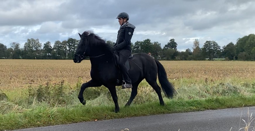 Eine Reiterin sitzt auf einem schwarzen Islandpferd im Tölt. Das Pferd hebt elegant sein Vorderbein an und bewegt sich mit harmonischen Schritten entlang eines asphaltierten Weges. Die Reiterin trägt eine schwarze Reitjacke, schwarze Reithose, Handschuhe und einen Helm. Sie sitzt ruhig und konzentriert im Sattel. Der Hintergrund zeigt ein abgeerntetes Feld mit einer Baumreihe am Horizont, während der Himmel von grauen Wolken bedeckt ist. Die Lichtstimmung ist kühl und herbstlich.