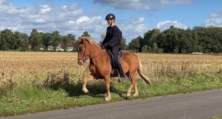 Eine Reiterin sitzt auf einem fuchsfarbenen Islandpferd im Trab. Das Pferd bewegt sich mit gleichmäßigen, eleganten Schritten auf einem asphaltierten Weg entlang eines goldenen Kornfeldes. Die Reiterin trägt eine schwarze Reitjacke, schwarze Reithose und einen Helm. Sie sitzt entspannt und konzentriert im Sattel. Der Hintergrund zeigt eine ländliche Landschaft mit grünen Bäumen, einem klaren blauen Himmel mit weißen Wolken und einem sonnigen Licht, das die Szene freundlich wirken lässt.