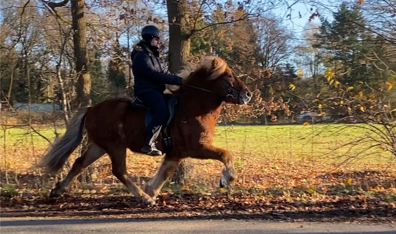 Ein Reiter sitzt auf einem fuchsfarbenen Islandpferd, das im Rennpass über den Boden fliegt. Das Pferd streckt seine Beine weit nach vorne und hinten aus, während seine üppige Mähne im Wind weht. Der Reiter trägt eine schwarze Reitjacke, schwarze Reithose, Handschuhe und einen Helm. Er sitzt konzentriert im Sattel und hält die Zügel ruhig. Der Hintergrund zeigt eine herbstliche Landschaft mit kahlen Bäumen, gelbem Laub und einer grünen Wiese. Die tief stehende Sonne wirft ein warmes Licht auf die Szene.