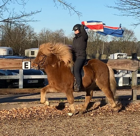 Eine Reiterin sitzt auf einem fuchsfarbenen Islandpferd im Tölt. Das Pferd hebt seine Beine elegant an, während seine dichte Mähne im Wind weht. Die Reiterin trägt eine schwarze Reitjacke, schwarze Reithose, Handschuhe und einen Helm. In ihrer rechten Hand hält sie eine wehende Islandflagge über ihrem Kopf. Der Hintergrund zeigt eine Reitbahn mit einer Holzeinzäunung, mehrere geparkte Autos und Pferdeanhänger sowie Bäume ohne Laub. Die tief stehende Sonne wirft lange Schatten und taucht die Szene in ein warmes Licht.