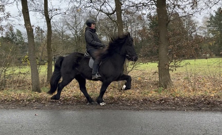 Eine Reiterin sitzt auf einem schwarzen Islandpferd im Tölt. Das Pferd hebt seine Beine mit kraftvollen, eleganten Schritten an, während seine lange Mähne im Wind weht. Die Reiterin trägt eine schwarze Reitjacke, schwarze Reithose, Handschuhe und einen Helm. Sie sitzt ruhig und konzentriert im Sattel. Der Hintergrund zeigt eine herbstliche Landschaft mit kahlen Bäumen, braunem Laub und einer grünen Wiese. Der Weg besteht aus Asphalt, gesäumt von nassem Laub. Das Wetter ist bewölkt und wirkt kühl und feucht.