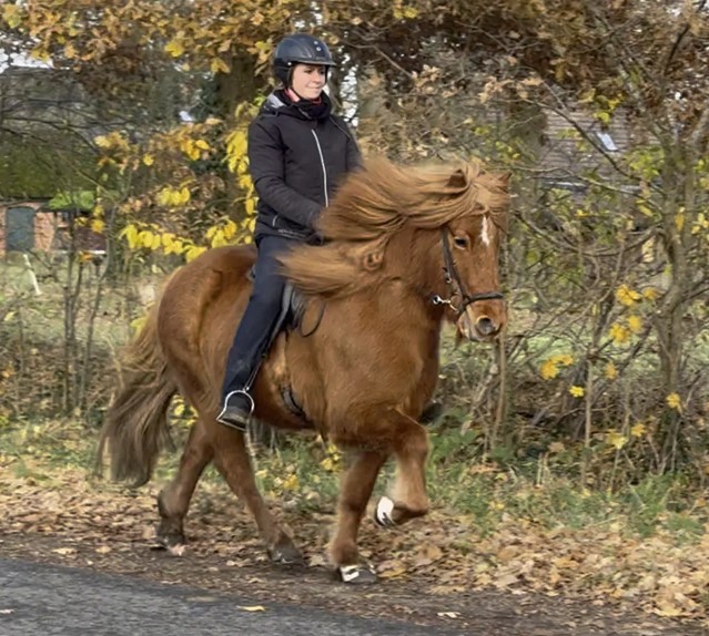 Eine Reiterin sitzt auf einem fuchsfarbenen Islandpferd im Tölt. Das Pferd bewegt sich mit hoch gesetzten Schritten, seine lange, dichte Mähne weht im Wind. Die Reiterin trägt eine schwarze Reitjacke, schwarze Reithose, Handschuhe und einen Helm. Sie sitzt ruhig und konzentriert im Sattel. Der Hintergrund zeigt eine herbstliche Landschaft mit kahlen Bäumen, gelbem Laub und einer ländlichen Szenerie mit Häusern. Der Boden ist mit Herbstblättern bedeckt, und das Wetter ist bewölkt mit weichem Licht.