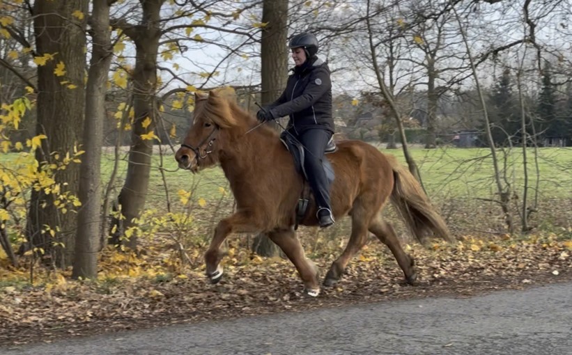 Eine Reiterin sitzt auf einem fuchsfarbenen Islandpferd im Tölt. Das Pferd hebt seine Beine mit energischen, eleganten Schritten an, während seine lange Mähne im Wind weht. Die Reiterin trägt eine schwarze Reitjacke, schwarze Reithose, Handschuhe und einen Helm. Sie sitzt ruhig und konzentriert im Sattel, mit einer stabilen Haltung. Der Hintergrund zeigt eine herbstliche Landschaft mit kahlen Bäumen, gelben Blättern und einer grünen Wiese. Der Weg besteht aus Asphalt und wird von herabgefallenem Laub gesäumt. Das Wetter ist bewölkt mit weichem Licht.
