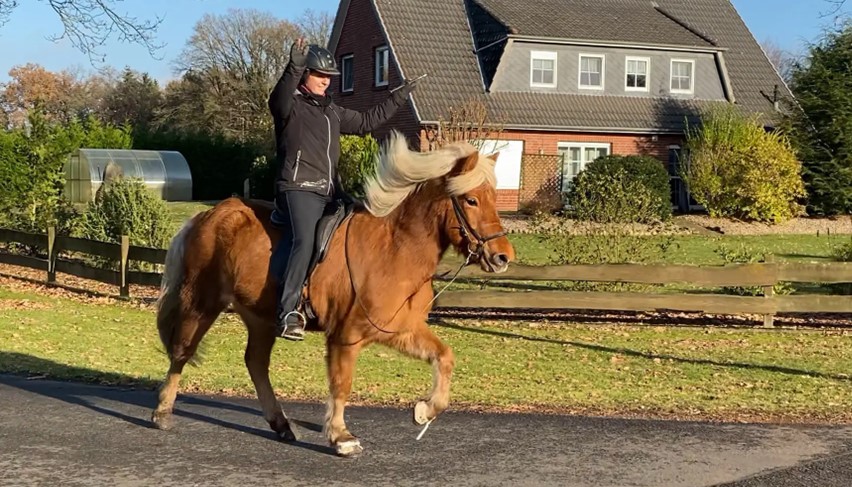 Eine Reiterin sitzt auf einem fuchsfarbenen Islandpferd im Tölt, während sie beide Arme in die Luft hebt. Das Pferd bewegt sich mit kraftvollen, hoch gesetzten Schritten, seine lange, helle Mähne weht im Wind. Die Reiterin trägt eine schwarze Reitjacke, schwarze Reithose, Handschuhe und einen Helm. Sie lächelt und wirkt gelöst. Der Hintergrund zeigt ein gepflegtes Grundstück mit einem roten Backsteinhaus, grünen Hecken, einem Holzzaun und einem Gewächshaus. Die tief stehende Sonne wirft ein warmes Licht auf die Szene und betont die Farben des Pferdes und der Umgebung.