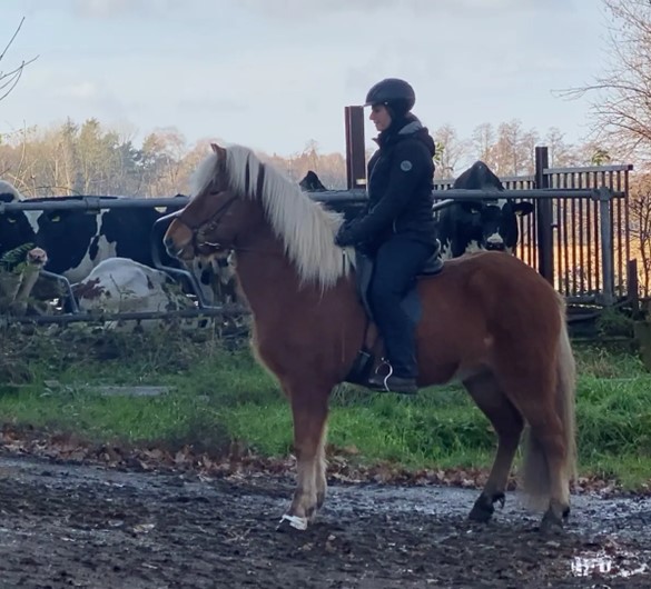 Eine Reiterin sitzt ruhig auf einem fuchsfarbenen Islandpferd mit heller Mähne. Das Pferd steht aufmerksam auf einem leicht matschigen Untergrund, während die Reiterin in schwarzer Reitkleidung, Handschuhen und Helm entspannt im Sattel sitzt. Im Hintergrund sind mehrere schwarz-weiße Kühe zu sehen, die hinter einem Zaun neugierig das Geschehen beobachten. Die Umgebung wirkt ländlich, mit grünen Wiesen und kahlen Bäumen im Hintergrund. Die Sonne scheint durch die Wolken und taucht die Szene in ein sanftes Licht.