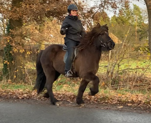 Eine Reiterin sitzt auf einem dunkelbraunen Islandpferd im Tölt. Das Pferd bewegt sich mit eleganten, hoch gesetzten Schritten, während seine dichte Mähne im Wind weht. Die Reiterin trägt eine schwarze Reitjacke, schwarze Reithose, Handschuhe und einen Helm. Sie lächelt und streckt eine Hand nach vorne, als ob sie jemanden begrüßen oder mit ihm interagieren würde. Der Hintergrund zeigt eine herbstliche Landschaft mit kahlen Bäumen, gelbem Laub und einer grünen Wiese. Der Himmel ist bewölkt, aber es scheint noch etwas Sonnenlicht durch.