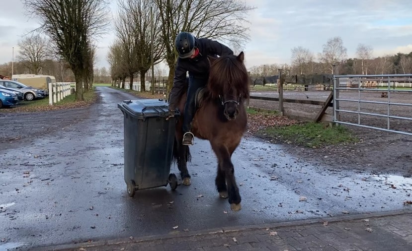 Eine Reiterin sitzt auf einem dunkelbraunen Islandpferd und lehnt sich zur Seite, um eine große Mülltonne zu bewegen. Das Pferd steht ruhig und gelassen, während die Reiterin, gekleidet in eine schwarze Reitjacke, schwarze Reithose, Handschuhe und Helm, sich konzentriert auf die Aufgabe fokussiert. Der Hintergrund zeigt eine nasse Hofeinfahrt, gesäumt von Bäumen ohne Laub, mit Zäunen und Pferdekoppeln auf der rechten Seite. Das Wetter ist kühl und bewölkt, und der Boden ist feucht von vorherigem Regen.