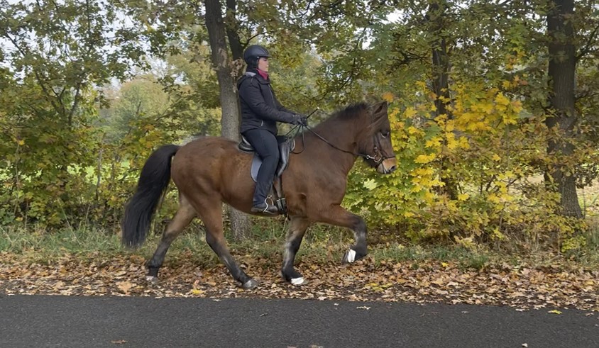 Eine Reiterin sitzt auf einem braunen Islandpferd im Tölt. Das Pferd bewegt sich mit ruhigen, gleichmäßigen Schritten über einen asphaltierten Weg, der mit buntem Herbstlaub bedeckt ist. Die Reiterin trägt eine schwarze Reitjacke, schwarze Reithose, Handschuhe, einen Schal und einen Helm. Sie sitzt konzentriert und entspannt im Sattel, die Zügel locker in der Hand. Der Hintergrund zeigt eine herbstliche Landschaft mit gelb und grün gefärbten Bäumen und einer Wiese, die durch das weiche, diffuse Licht hervorgehoben wird.