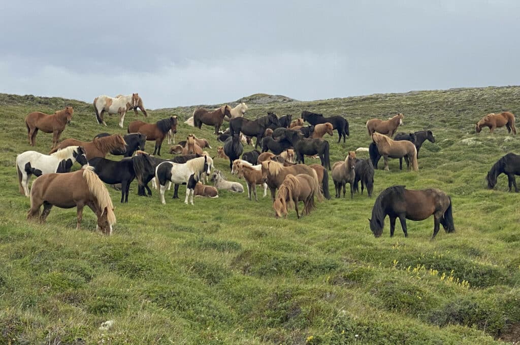 Herde Islandpferde mit bunter Farbmischung