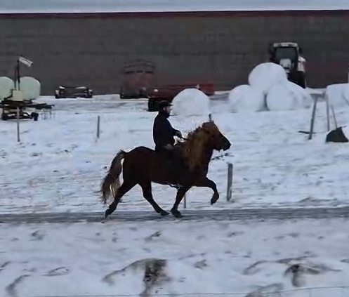 Eine Person reitet auf einem braunen Islandpferd durch eine schneebedeckte Landschaft. Im Hintergrund sind mehrere große, runde Heuballen, landwirtschaftliche Maschinen und ein Gebäude zu sehen. Der Reiter trägt dunkle Reitkleidung und scheint das Pferd in einer zügigen Gangart (vermutlich Tölt) zu reiten.