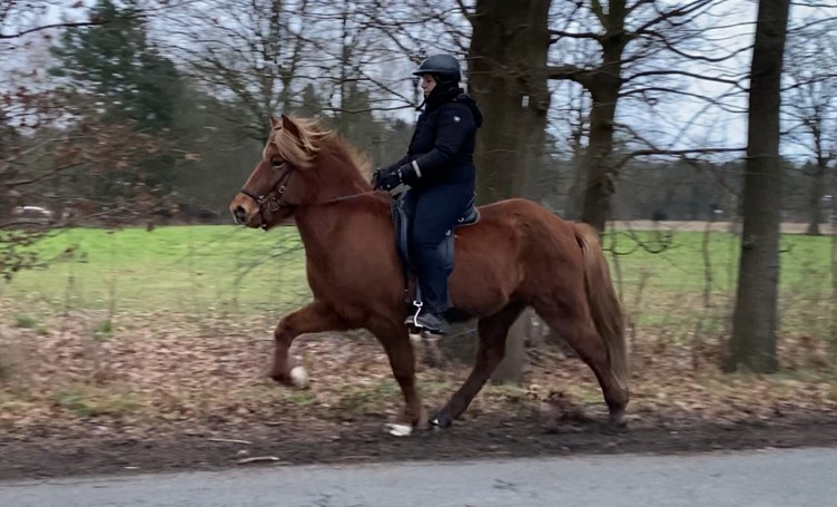 Auf dem Bild sieht man eine Reiterin, die auf einem Islandpferd im Tölt reitet. Das Pferd zeigt seine charakteristische Gangart, wobei es ruhig und gleichmäßig läuft. Die Reiterin sitzt sicher im Sattel, mit einer aufrechten Haltung, und trägt eine vollständige Reitausrüstung, einschließlich eines Helms, was die Sicherheit und Verantwortung beim Reiten unterstreicht. Die Umgebung wirkt ländlich, mit Bäumen und offenen Feldern im Hintergrund, was darauf hinweist, dass das Reiten auf einem Feldweg oder einer unbefestigten Straße stattfindet. Die leichte Bewegung des Pferdes und die natürliche Umgebung verleihen dem Bild eine dynamische und entspannte Atmosphäre. Die Reiterin scheint mit ihrem Pferd gut im Einklang zu sein, und die Szene vermittelt das Gefühl eines genussvollen Ausritts in der Natur, bei dem das Islandpferd seine vielseitige Gangart im freien Gelände ausführt.