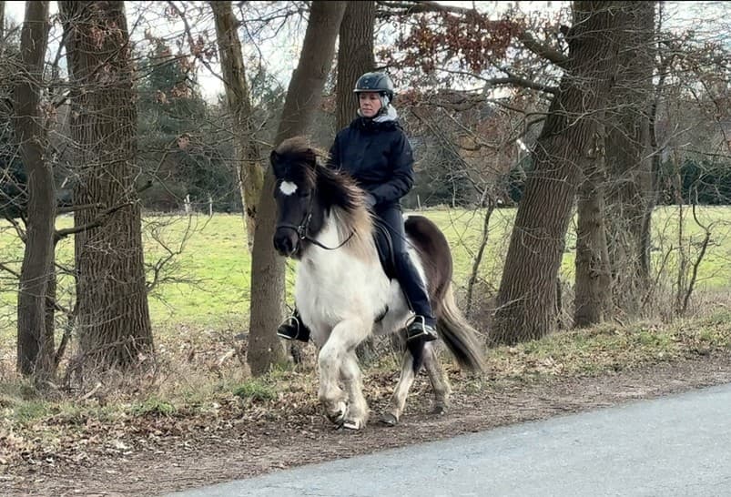 Ein Reiter sitzt auf einem gescheckten Islandpferd im Tölt. Das Pferd hat eine weiße Grundfarbe mit braunen Abzeichen und eine markante Blesse auf der Stirn. Der Reiter trägt schwarze Reitkleidung, einen Helm und sitzt ruhig im Sattel. Die Szene spielt sich auf einem schmalen Weg am Rand einer Wiese ab, die von kahlen Bäumen gesäumt ist. Der Himmel ist bewölkt, und das Pferd bewegt sich mit eleganten, hoch gesetzten Schritten vorwärts.