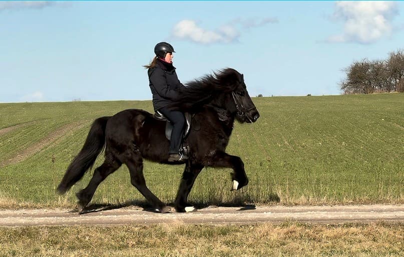 Eine Reiterin auf einem schwarzen Islandpferd im Tölt. Das Pferd hat eine lange, wehende Mähne und bewegt sich mit eleganten, hohen Schritten über einen Feldweg. Die Reiterin trägt eine schwarze Reitjacke, eine schwarze Reithose und einen Helm. Sie sitzt aufrecht und konzentriert im Sattel. Der Hintergrund zeigt eine weite, leicht hügelige grüne Landschaft mit einem blauen Himmel und einigen weißen Wolken.