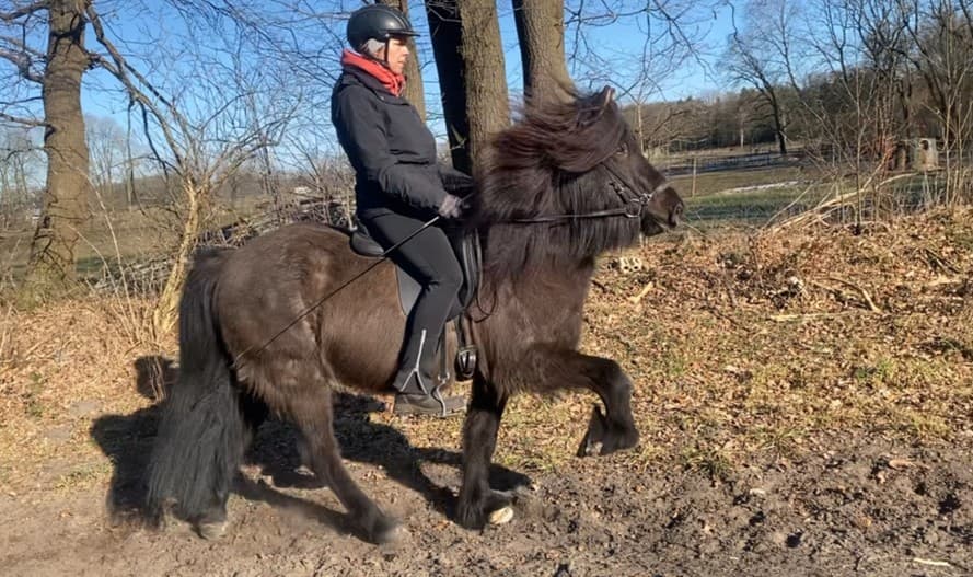 Eine Reiterin auf einem schwarzen Islandpferd im Tölt. Das Pferd hat eine üppige Mähne, und sein Schweif ist lang und dicht. Die Reiterin trägt eine schwarze Reitjacke, schwarze Reithose, einen Helm und einen roten Schal. Sie sitzt konzentriert im Sattel, während das Pferd mit eleganten, hoch gesetzten Schritten voranschreitet. Die Szene spielt sich auf einem Naturweg mit kahlen Bäumen im Hintergrund ab, unter einem klaren blauen Himmel.