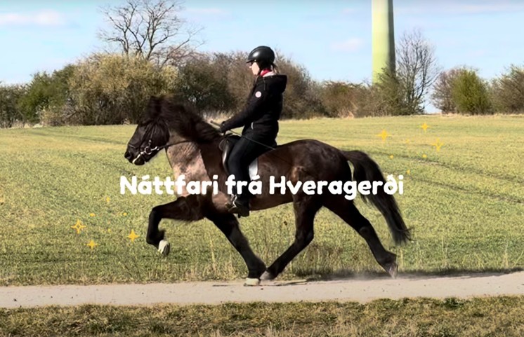 Ein schwarzer Isländer töltet durch eine frühlingshafte Landschaft. Die Reiterin trägt schwarze Kleidung und einen schwarzen Helm. Das Pferd hat raumgreifende Bewegungen, es läuft über einen Sandweg. Die Reiterin sitzt bequem und entspannt.