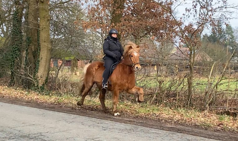 Eine Reiterin sitzt auf einem fuchsfarbenen Islandpferd im Tölt. Das Pferd hebt seine Beine elegant an, während seine Mähne leicht im Wind weht. Die Reiterin trägt eine schwarze Reitjacke, eine schwarze Reithose, Handschuhe und einen Helm. Sie sitzt entspannt und konzentriert im Sattel. Der Hintergrund zeigt eine ländliche Umgebung mit kahlen Bäumen, Sträuchern und einer Reihe von Backsteingebäuden. Der Weg besteht aus Asphalt und Erde, und das Wetter ist bewölkt mit einer herbstlichen Atmosphäre.