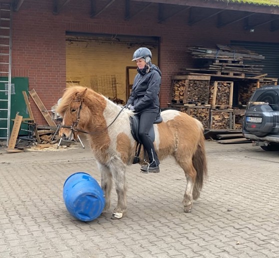 Eine Reiterin sitzt auf einem gescheckten Islandpferd, das vor einer blauen Plastiktonne steht. Das Pferd hat eine weiß-braune Fellzeichnung und eine dichte Mähne. Die Reiterin trägt eine schwarze Reitjacke, eine schwarze Reithose, Handschuhe und einen Helm. Sie sitzt ruhig im Sattel, während das Pferd aufmerksam auf die Tonne blickt. Der Hintergrund zeigt einen Hof mit einer Backsteinwand, gestapeltem Holz, einer Leiter und einem geparkten Auto. Der Boden ist gepflastert, und das Wetter ist bewölkt.