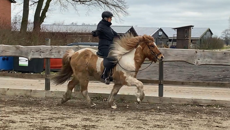 Eine Reiterin sitzt auf einem weiß-braun gescheckten Islandpferd im Tölt. Das Pferd hebt seine Beine elegant an, während seine lange Mähne im Wind weht. Die Reiterin trägt eine schwarze Reitjacke, eine schwarze Reithose, Handschuhe und einen Helm. Sie sitzt ruhig und konzentriert im Sattel. Der Hintergrund zeigt eine Reitbahn mit einer hölzernen Umzäunung, dahinter stehen landwirtschaftliche Gebäude und Stallungen. Der Himmel ist bewölkt, und der Boden wirkt leicht feucht.