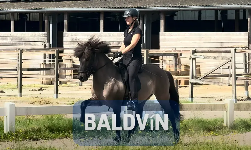 Eine schwarzgekleidete Reiterin reitet auf einem grauen Pferd im Tölt. Die Mähne weht. Die Reiterin sitzt entspannt. Im Hintergrund sieht man Stallungen.