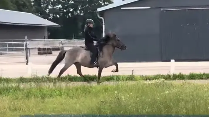 Ein graues Pferd läuft im Rennpass über die Bahn. Die Reiterin treibt das Pferd energisch vorwärts. Das Pferd ist ein Islandpferd, es ist grau. Im Hintergrund sieht man Stallungen und Zäune.