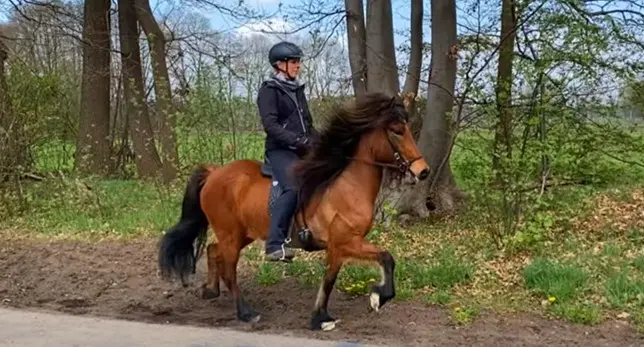 Eine braunes Islandpferd läuft mit schicken Bewegungen durch den Wald. Die Reiterin sitzt stolz auf dem Pferd. Sie trägt schwarz Kleidung und einen schwarzen Helm.