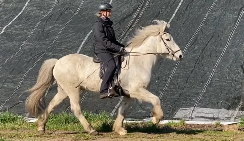 Eine schwarz gekleidete Reiterin reitet auf einem weißen Islandpferd im Tölt. Die Mähne weht, die Reiterin sitzt entspannt. Im Hintergrund ist ein Plane zu sehen.