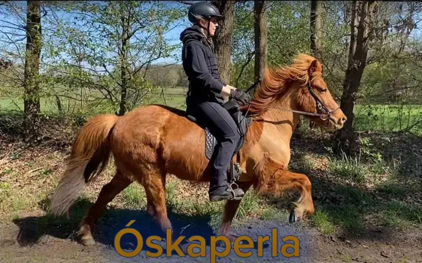 Ein fuchsfarbenes Pferd läuft in der Gangart Tölt durch den Wald. Die Reiterin sitzt entspannt und locker auf dem Pferd. Die Mähne weht.