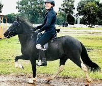 Lulu & Frú​ Happy Horse Owner